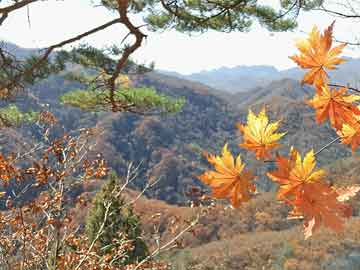 岑溪招聘網(wǎng)最新消息，岑溪招聘網(wǎng)最新動(dòng)態(tài)